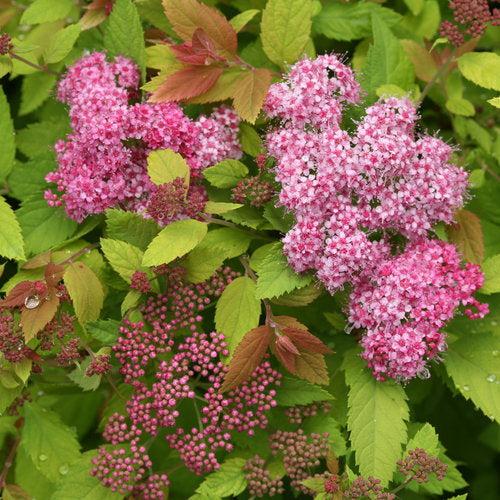 Spiraea x 'Tracy' USPP 21,588 ~ Double Play® Big Bang Spirea