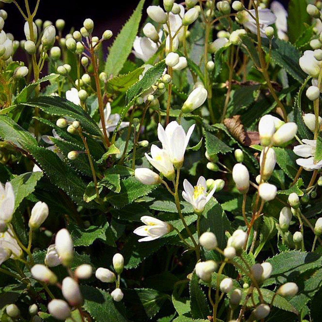 Deutzia gracilis 'Nikko' ~ Dwarf Nikko Deutzia