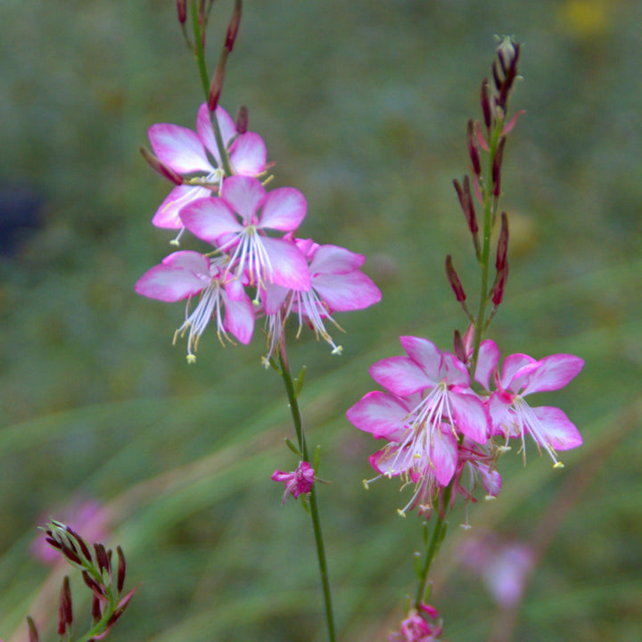 Gaura lindheimeri 'Rosy Jane' PP22290 ~ Rosy Jane Gaura