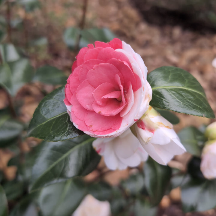 Camellia japonica 'Amanecer de abril' ~ Camelia del amanecer de abril