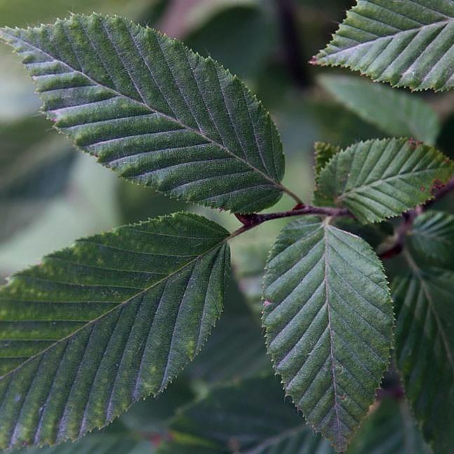 Carpinus betulus 'Fastigiata' ~ Upright European Hornbeam