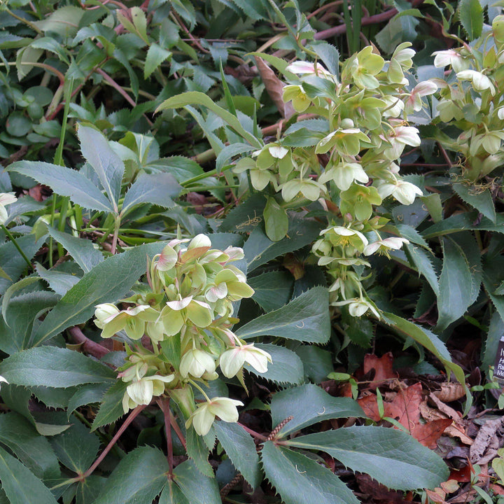 Helleborus 'Walhelivor' ~ Ivory Prince Lenten Rose