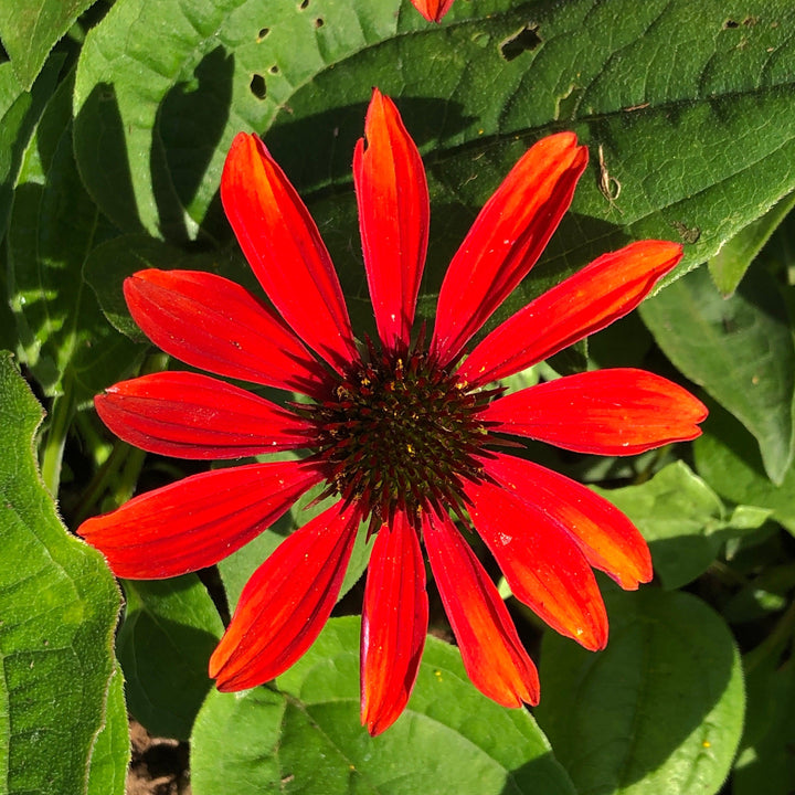 Echinacea x 'Balsomanita' PPAF ~ Sombrero® Sangrita Coneflower