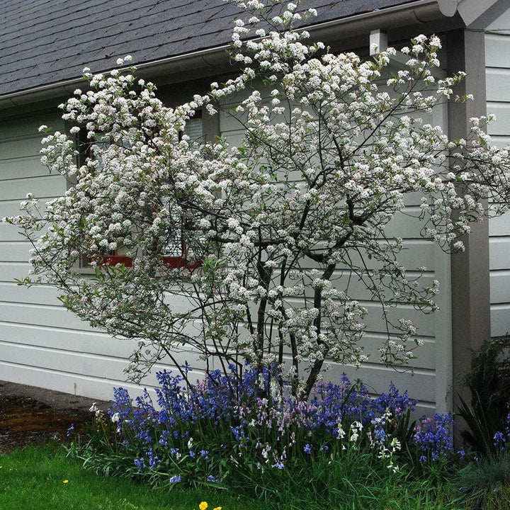 Aronia arbutifolia 'Brilliantissima' ~ Brilliantissima Chokeberry 