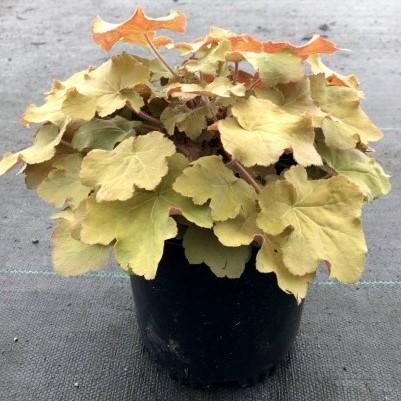 Heuchera 'Caramel' PP16,560 ~ Caramel Coral Bells, Heuchera