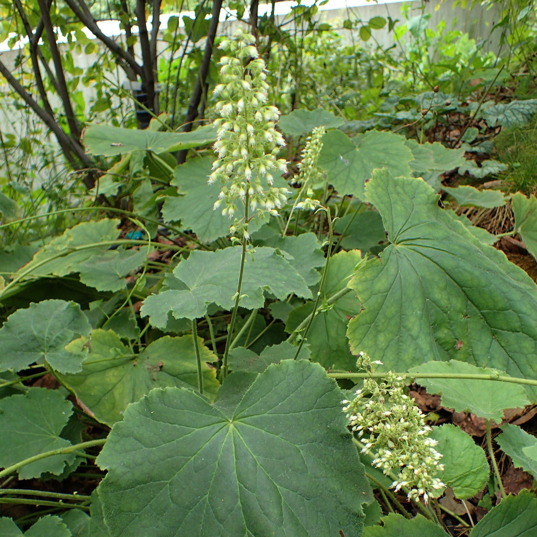 Heuchera villosa 'Autumn Bride' ~ Autumn Bride Coral Bells