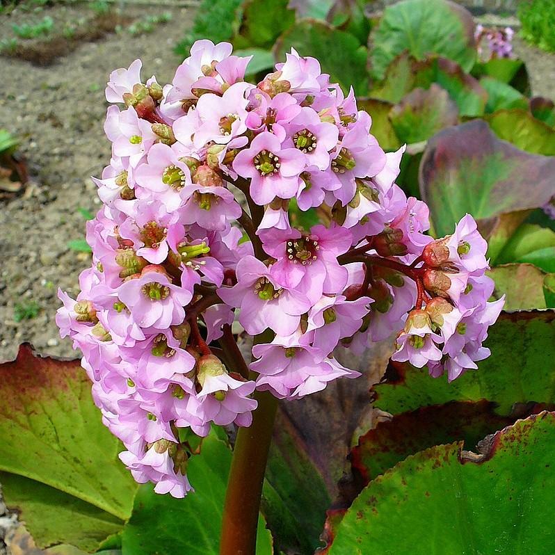 Bergenia cordifolia ~ Heartleaf Bergenia, Pigsqueak