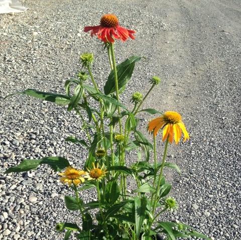 Echinacea x 'Cheyenne Spirit' ~ Cheyenne Spirit Echinacea, Coneflower