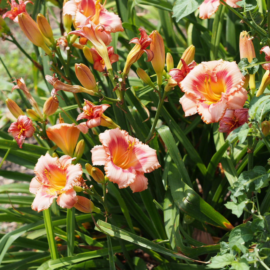 Hemerocallis 'Strawberry Candy' ~ Strawberry Candy Daylily