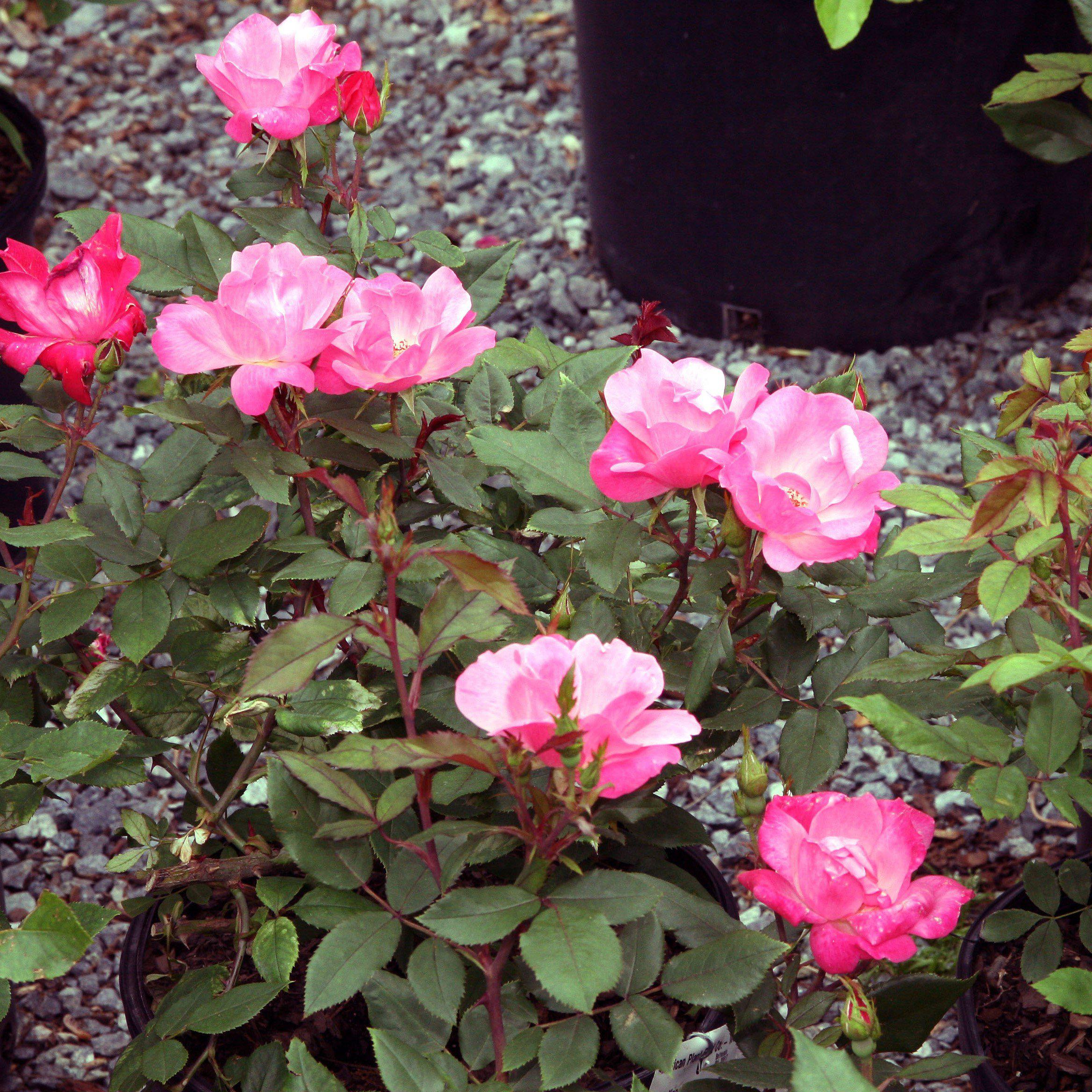 Rosa 'Radcon' PP#15,070 ~ Pink Knock Out® Rose – JTSOP Farms