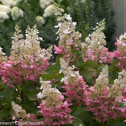 Hydrangea paniculata 'DVP PINKY' ~ Pinky Winky® Hydrangea