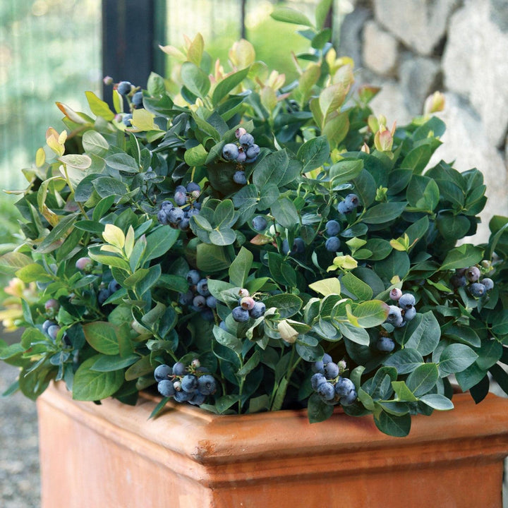 Vaccinium corymbosum 'ZF06-043' ~ Bushel and Berry® Peach Sorbet® Blueberry