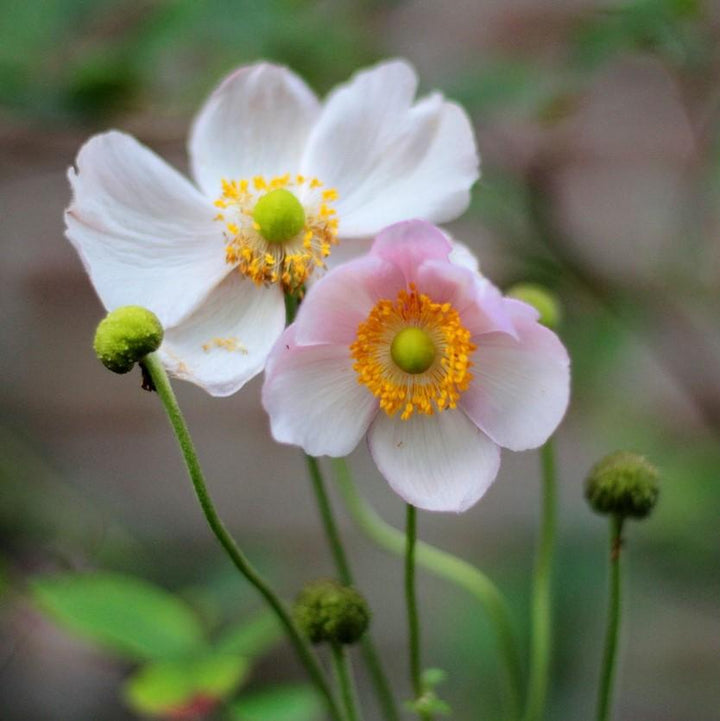 Anemone hupensis 'September Charm' ~ September Charm Anemone