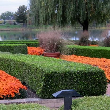 Buxus microphylla var. japonica 'Winter Gem' ~ Boj gema de invierno