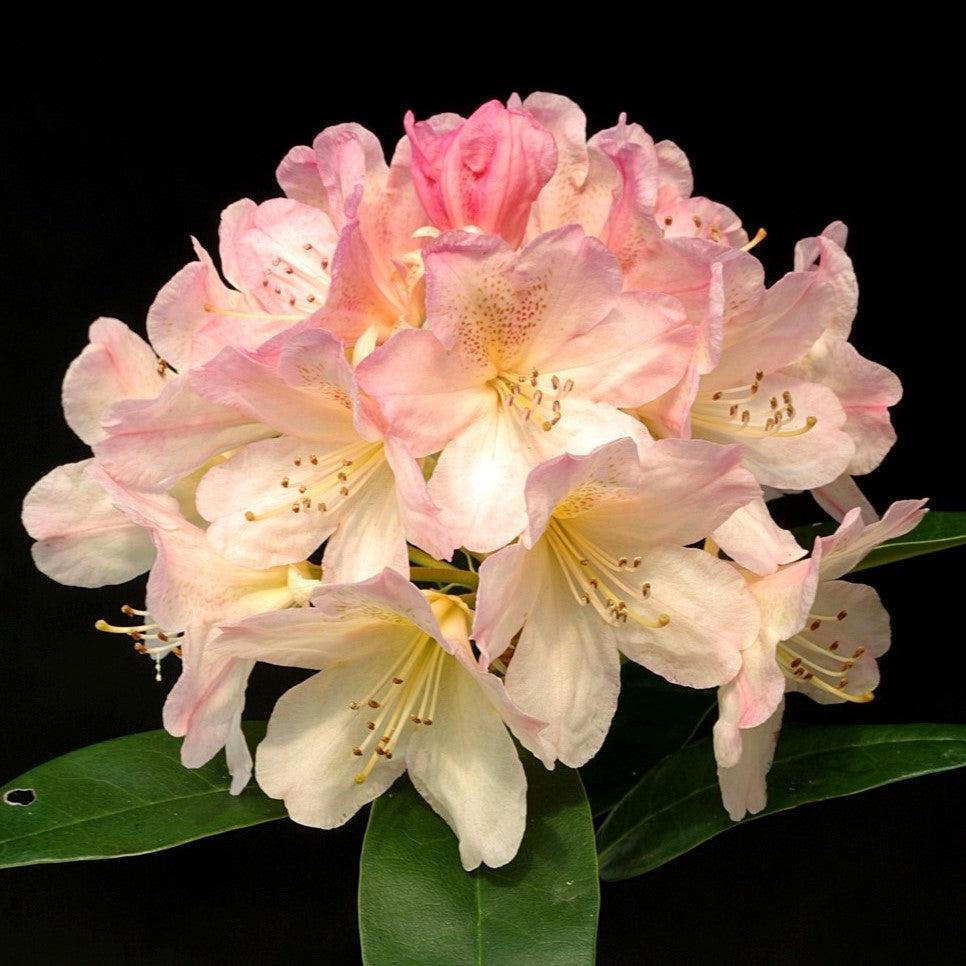 Rhododendron yakushimanum 'Percy Wiseman' ~ Percy Wiseman Rhododendron