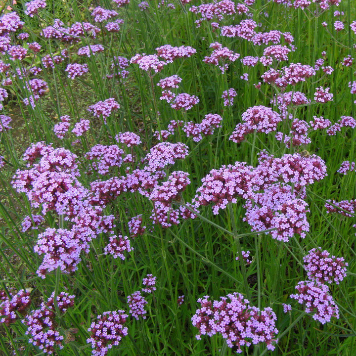 Verbena bonariensis ~ Tall Verbena