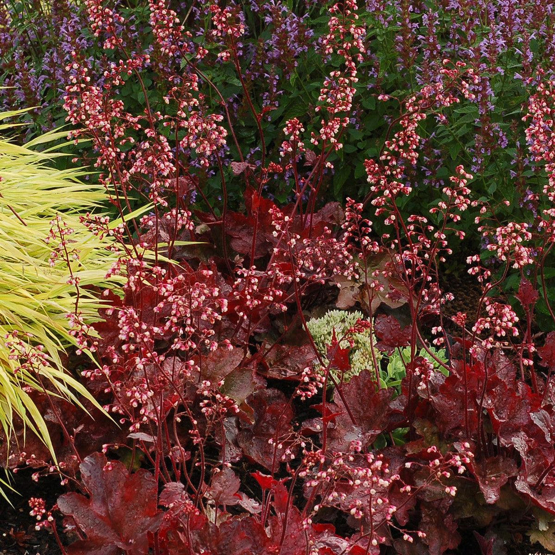 Heuchera x 'Fire Chief' ~ Fire Chief Coral Bells