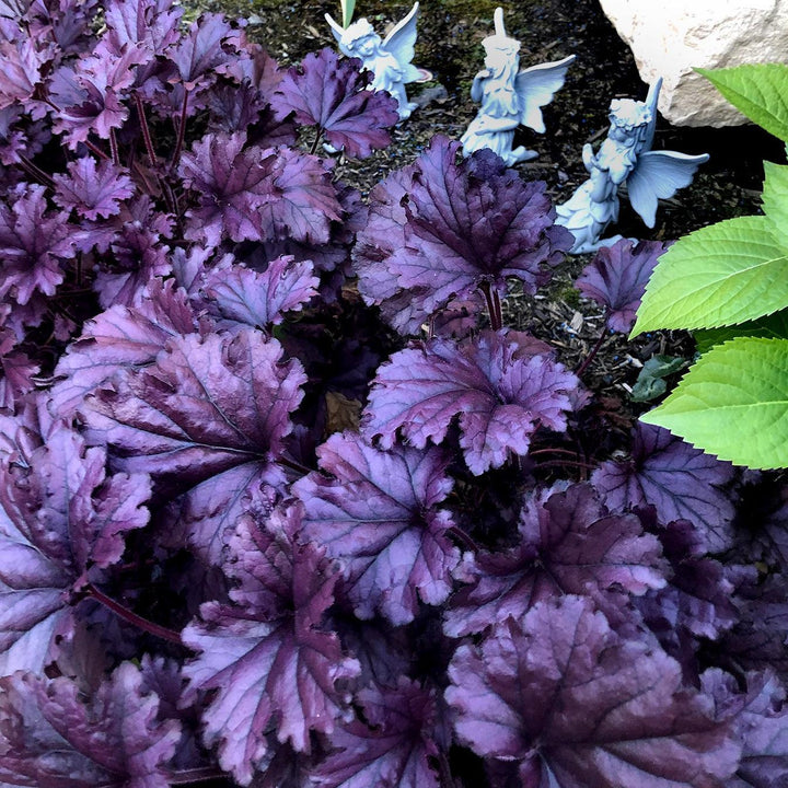 Heuchera x 'TNHEUFP' ~ Forever® Purple Coral Bells