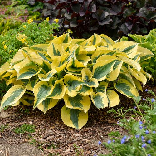 Hosta 'Autumn Frost' PP23,224 ~ PW® Shadowland® Autumn Frost Hosta