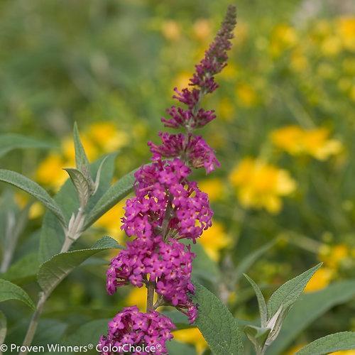 Buddleia 'Miss Ruby' PP19,950 ~ Miss Ruby Butterfly Bush