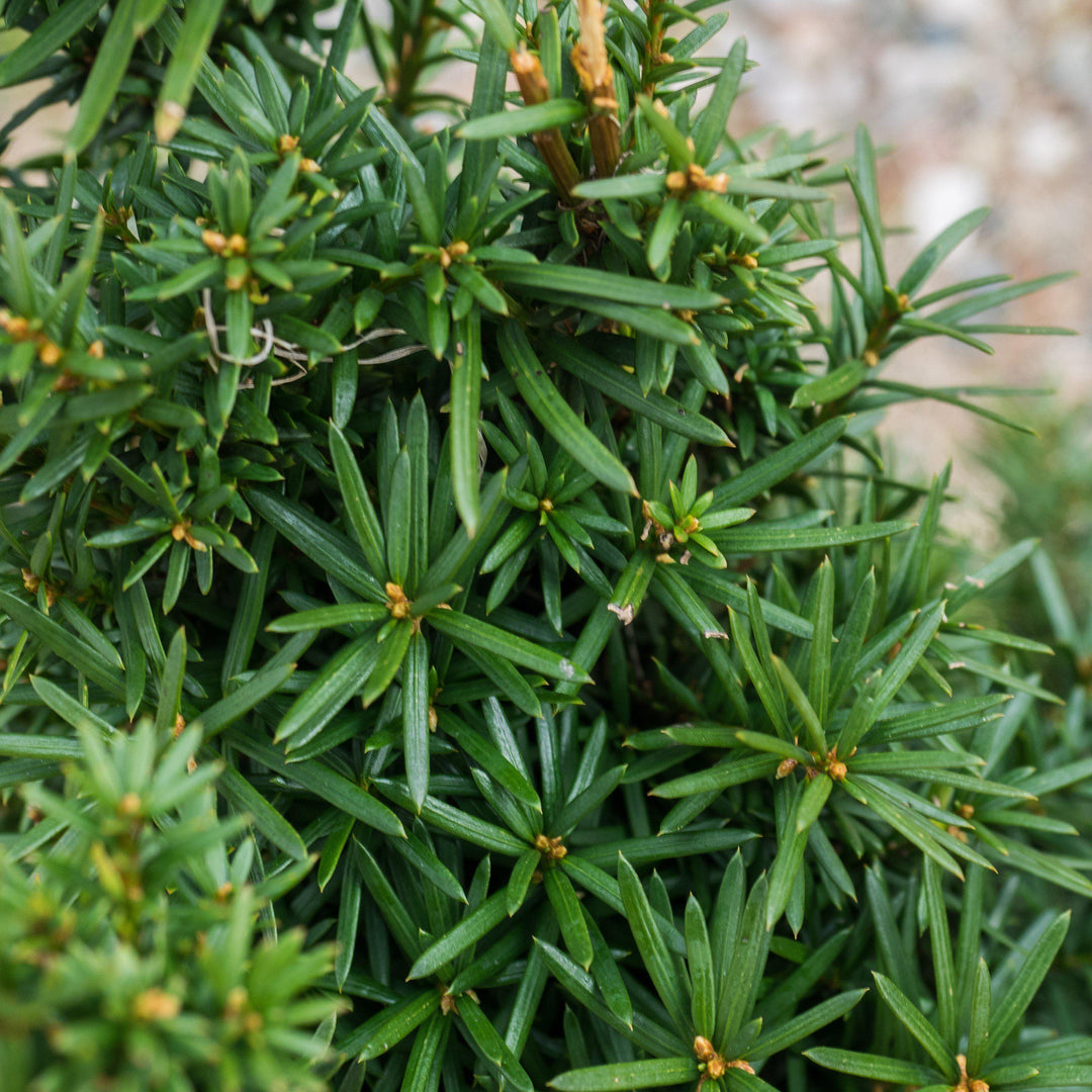 Taxus × media 'Hicksii' ~ Tejo de Hick