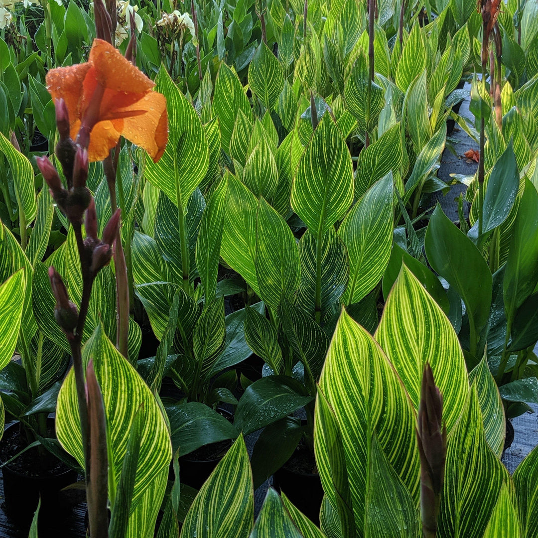 Canna x generalis 'Bengal Tiger' ~ Variegated Tiger Canna Lily