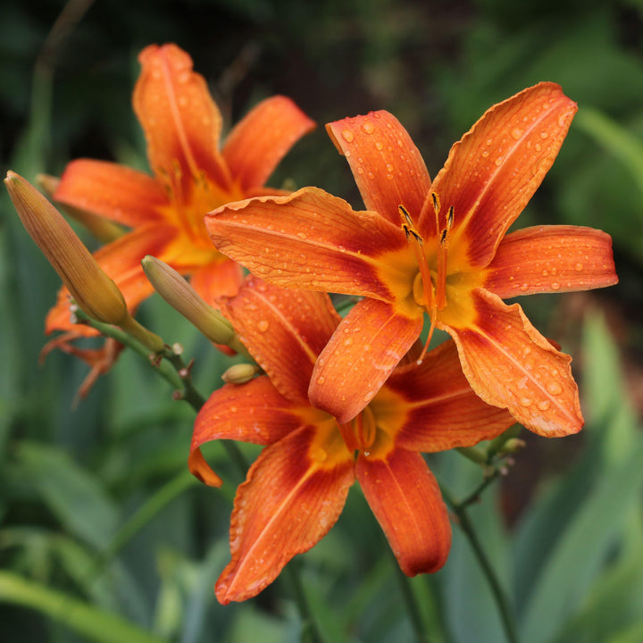 Hemerocallis fulva ~ Orange Daylily