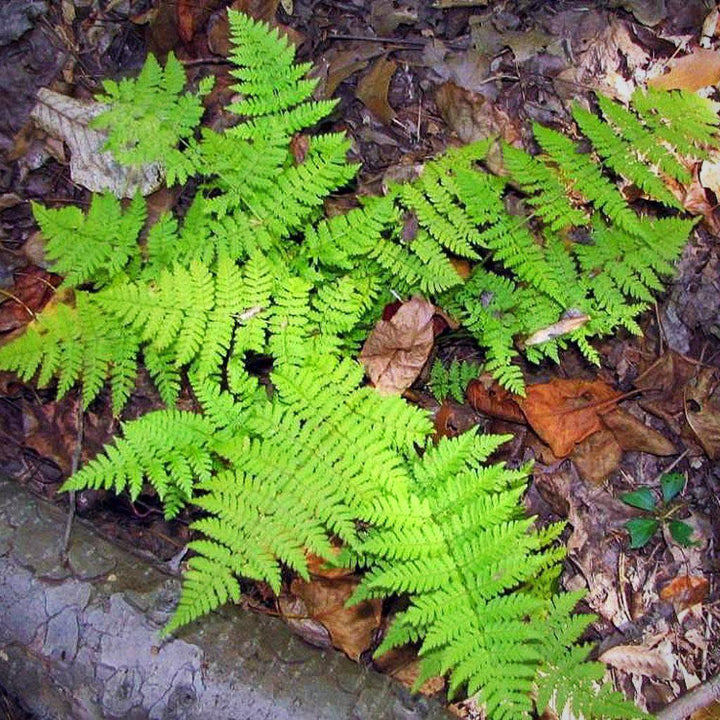 Dryopteris intermedia  ~ Intermediate Wood Fern, Evergreen Wood Fern