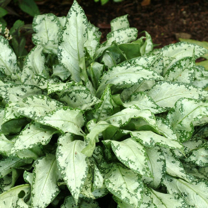 Pulmonaria 'High Contrast' ~ High Contrast Lungwort