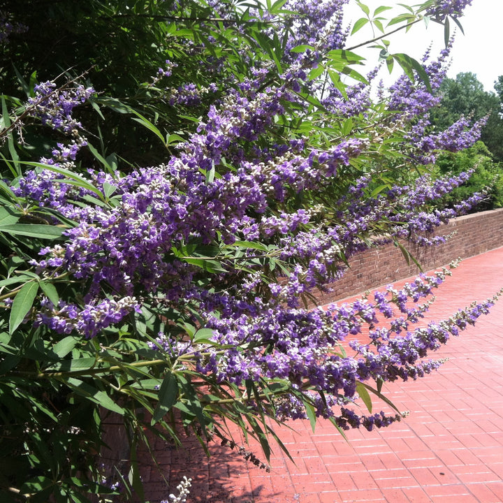 Vitex agnus-castus 'Shoal Creek' ~ Árbol casto de Shoal Creek