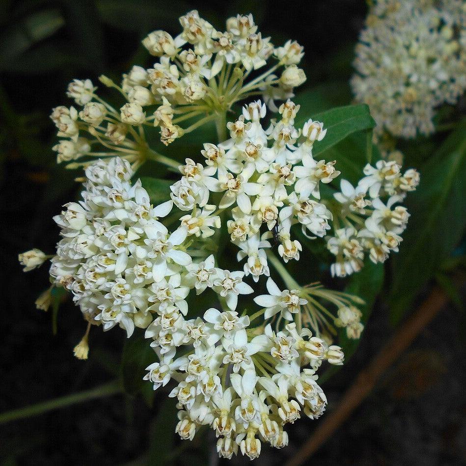 Asclepias incarnata 'Ice Ballet' ~ Ice Ballet Swamp Milkweed