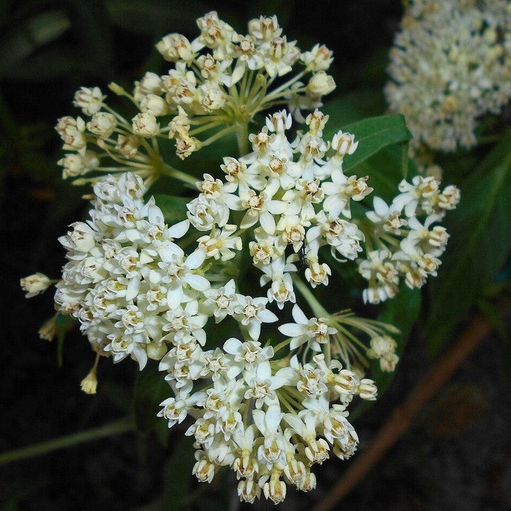 Asclepias incarnata 'Ice Ballet' ~ Ice Ballet Swamp Milkweed