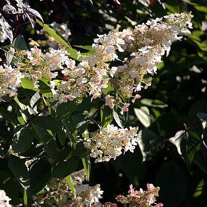 Hortensia paniculata 'Hpopr013' ~ Lava Lamp® Candelabra® Hortensia