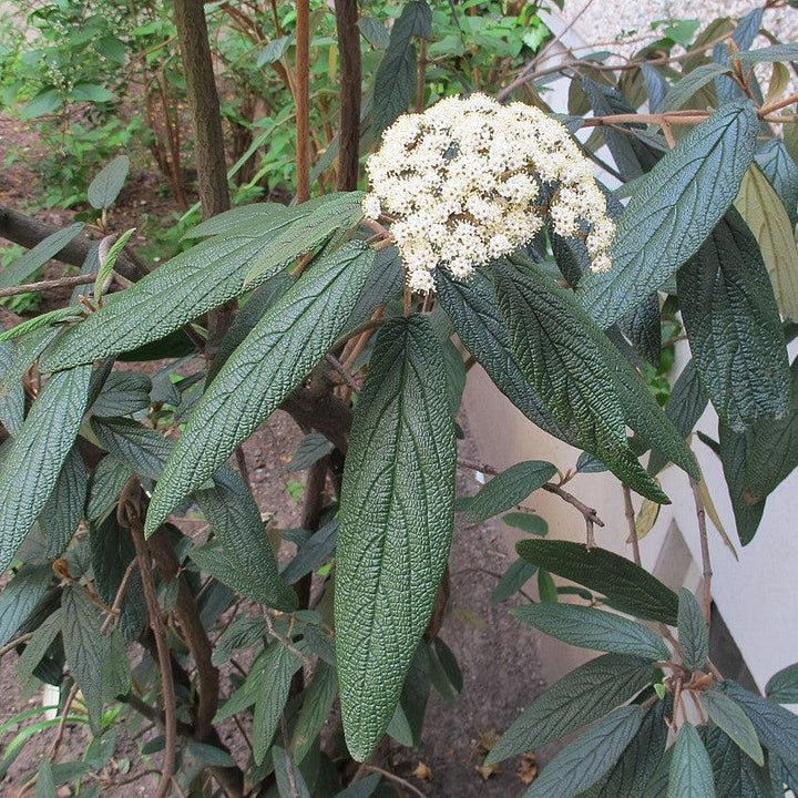 Viburnum rhytidophyllum ~ Viburnum de hoja de cuero