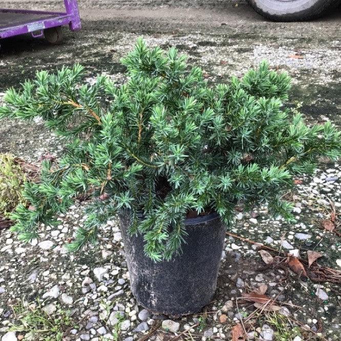 Juniperus conferta 'Blue Pacific' ~ Enebro azul de la costa del Pacífico