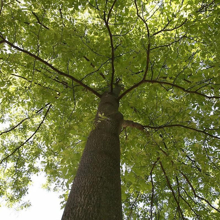 Carya tomentosa ~ Mockernut Hickory