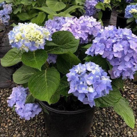 Hydrangea macrophylla 'Penny Mac' ~ Penny Mac Hydrangea