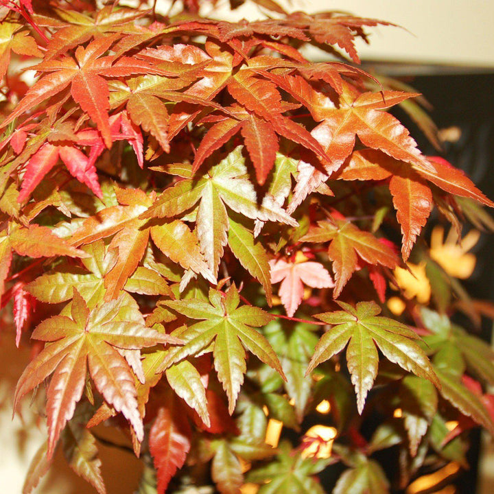 Acer palmatum 'Mikawa Yatsubusa' ~ Mikawa Yatsubusa Japanese Maple