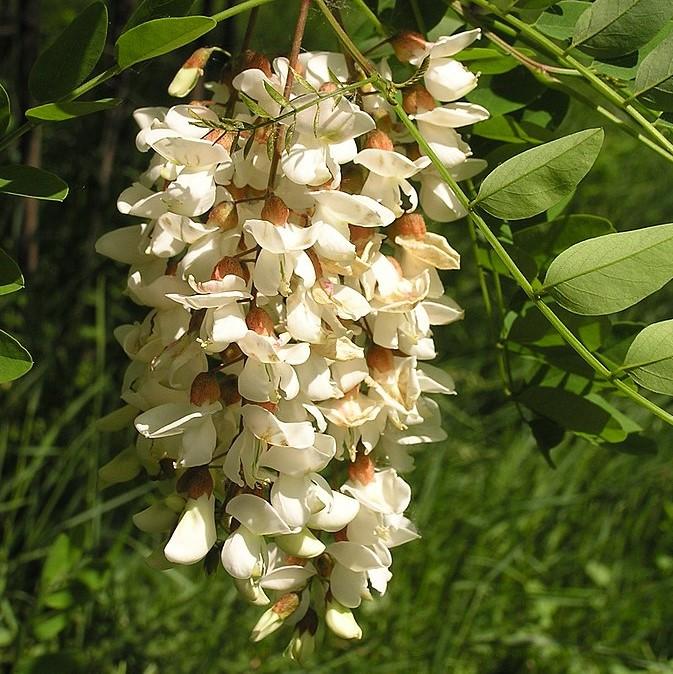 Robinia pseudoacacia ~ Black Locust