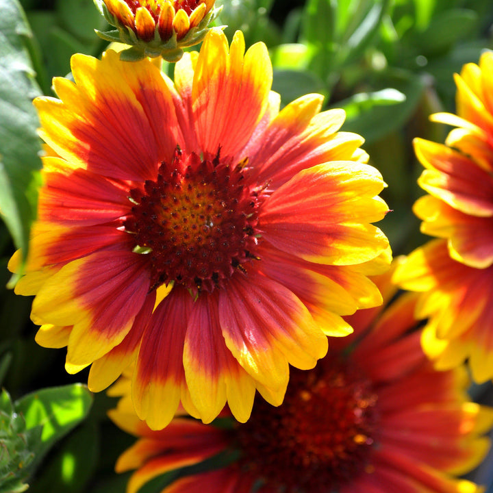 Gaillardia x aristata 'Arizona Sun' ~ Arizona Sun Blanket Flower