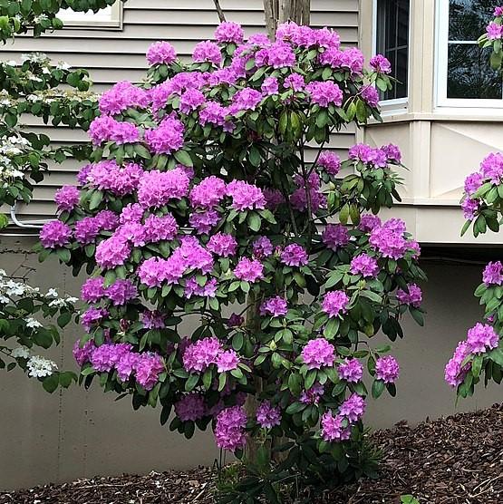 Rododendro 'English Roseum' ~ Rododendro inglés Roseum