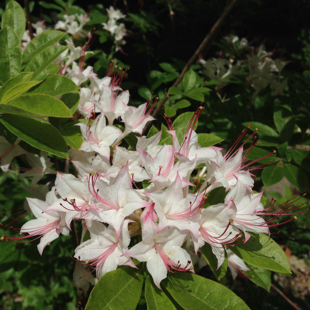 Rododendro 'La inocencia de Weston' ~ Azalea nativa de la inocencia de Weston