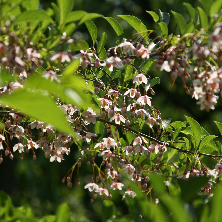 Styrax japonicus 'JL Weeping' ~ Campanilla de nieve japonesa llorona de Marley's Pink®