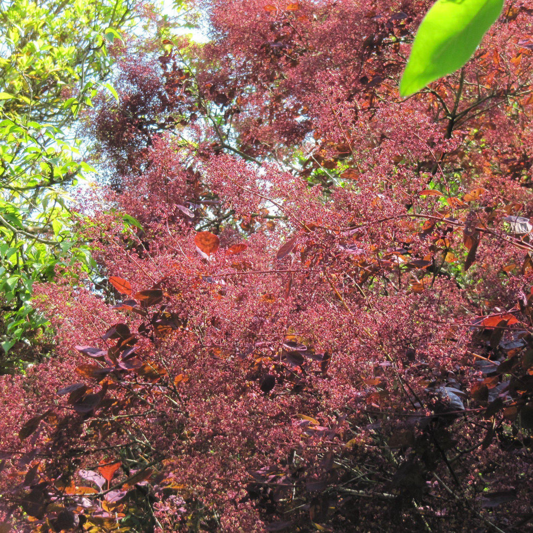 Cotinus coggygria 'Royal Purple' ~ Árbol de humo púrpura real