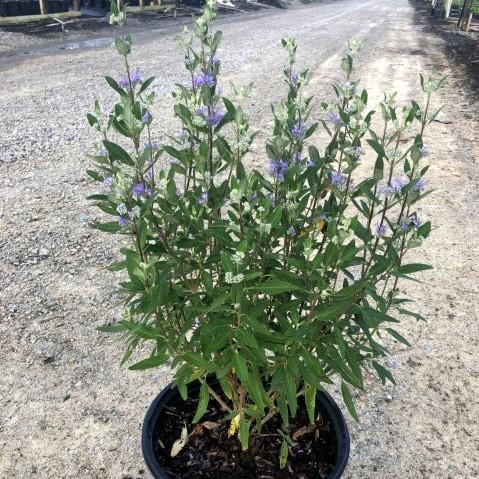 Caryopteris × clandonensis 'Caballero Oscuro' ~ Caballero Oscuro Barba Azul