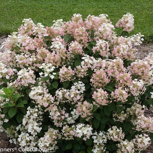 Hydrangea paniculata 'SMHPLQF' ~ Little Quick Fire® Hydrangea