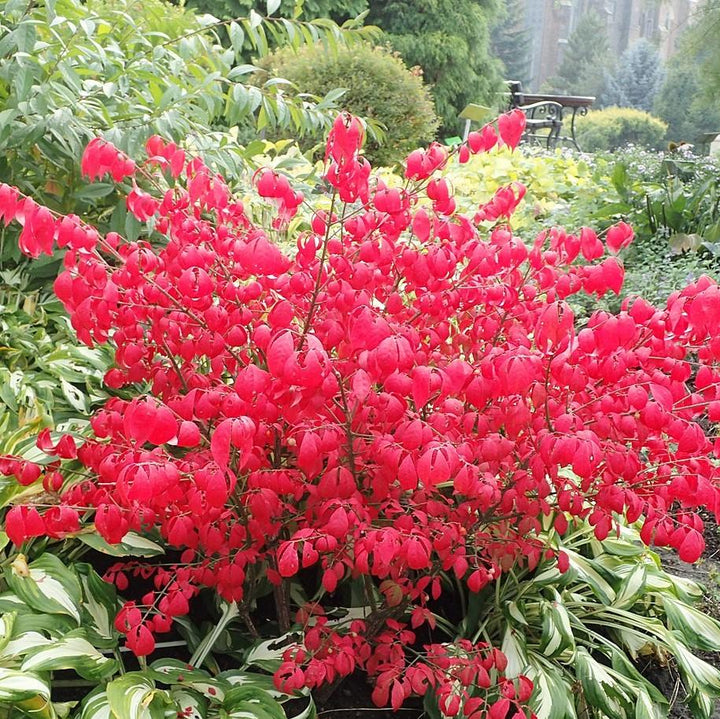 Euonymus alatus 'Compactus' ~ Zarza ardiente enana