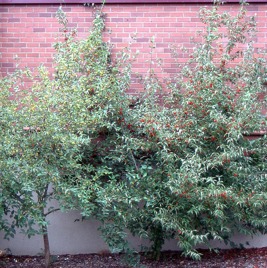 Cornus mas ~ Cornelian Cherry Dogwood