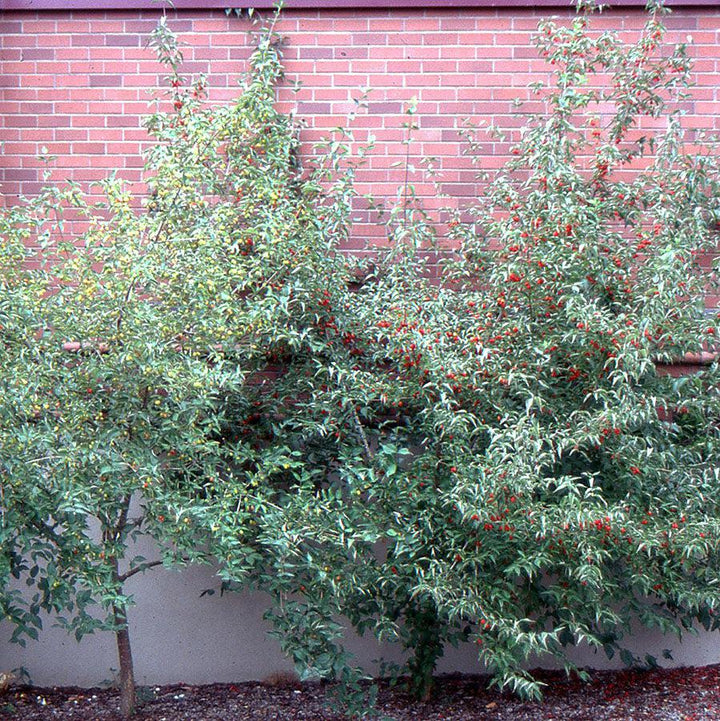 Cornus mas ~ Cornelian Cherry Dogwood