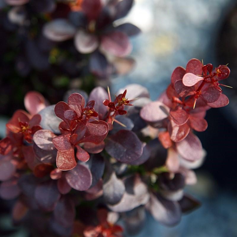 Berberis thunbergii f. atropurpurea 'Helmond Pillar' ~ Agracejo Helmond Pillar